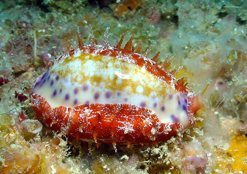 Cypraea chinensis observed 2008-10-18