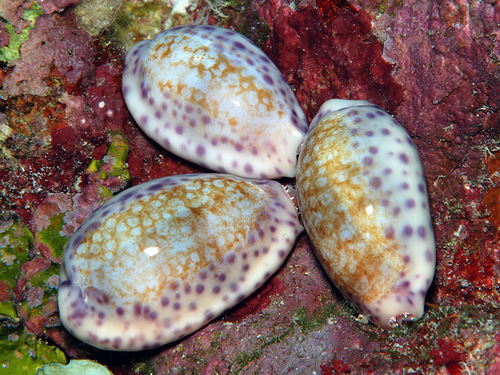 Cypraea chinensis observed 2010-08-21
