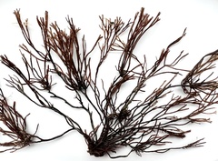 Melanthalia abscissa