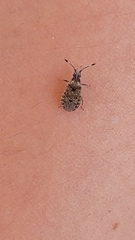 Scolopocerus