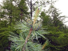Pinus pumila