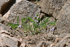 Astragalus sparsiflorus
