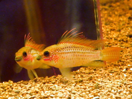 Apistogramma eremnopyge