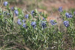 Amsonia ciliata texana