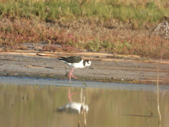 Himantopus mexicanus