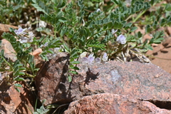 Astragalus sparsiflorus