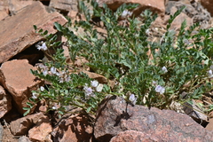 Astragalus sparsiflorus