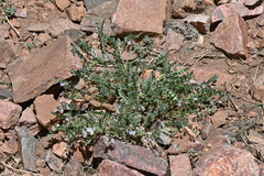 Astragalus sparsiflorus