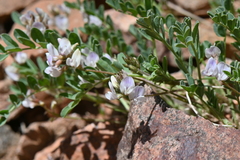 Astragalus sparsiflorus