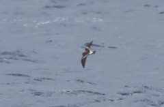 Hydrobatidae