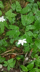 Anemonoides trifolia