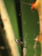 Leucauge volupis