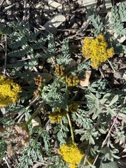 Cymopterus longipes