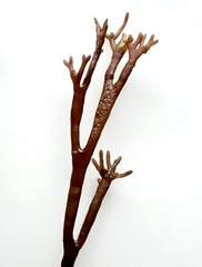 Melanthalia abscissa