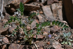 Astragalus sparsiflorus