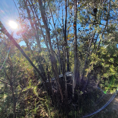 Image of whipstick mallee ash by (c) ronavery, some rights reserved (CC BY)