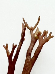 Melanthalia abscissa