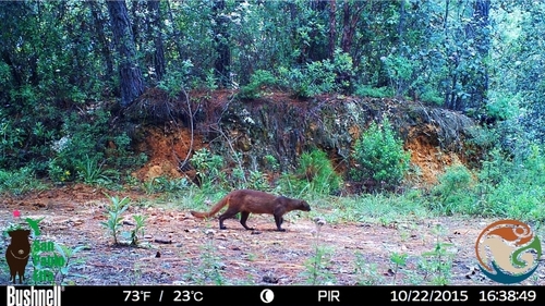 Jaguarundi