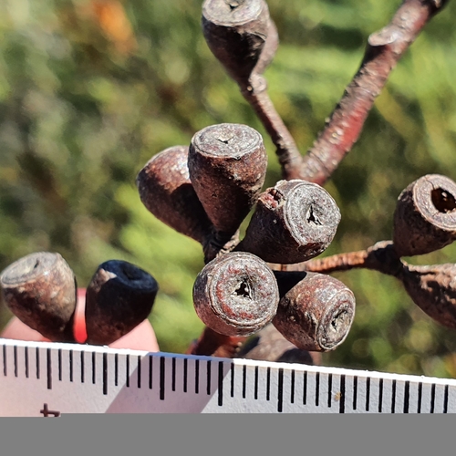 Image of Eucalyptus multicaulis by (c) ronavery, some rights reserved (CC BY)