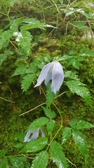 Clematis alpina