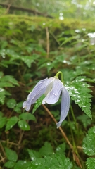 Clematis alpina