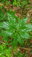 Cardamine enneaphyllos