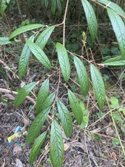 Cotoneaster salicifolius