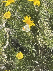 Anthocharis sara sara