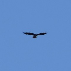Geranoaetus albicaudatus
