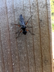 Bibio xanthopus