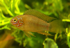 Borelli's Dwarf Cichlid photo 2