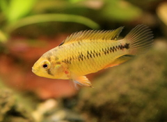 Borelli's Dwarf Cichlid photo 3