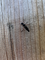 Bibio xanthopus