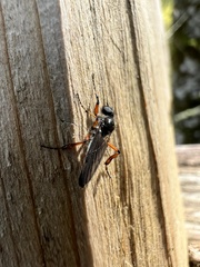 Bibio xanthopus