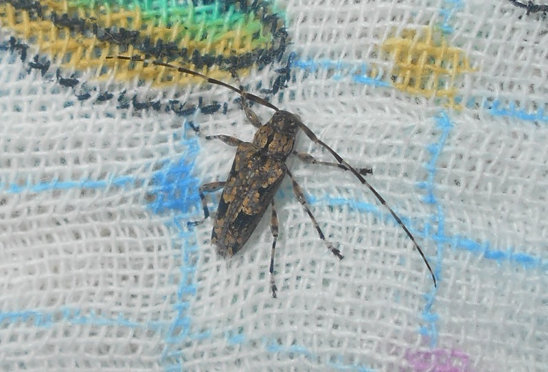 Colobothea varia