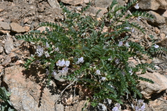 Astragalus sparsiflorus
