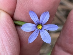 Sisyrinchium nashii