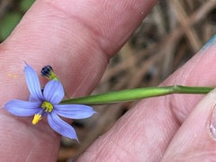 Sisyrinchium nashii