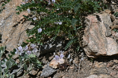 Astragalus sparsiflorus