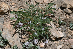 Astragalus sparsiflorus