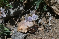 Astragalus sparsiflorus