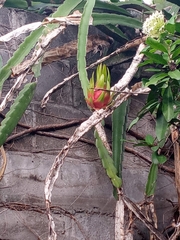 Selenicereus ocamponis