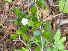Crataegus uniflora