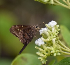 Thorybes dorantes santiago