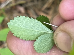 Crataegus uniflora