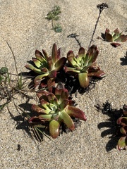 Dudleya caespitosa