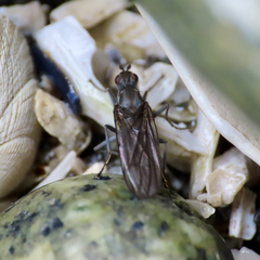 Oedoparena glauca