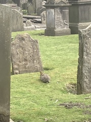 Oryctolagus cuniculus