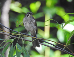 Territornis albilineata