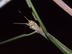 Ramulus rotundus